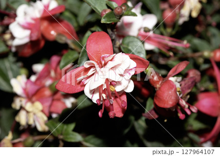 Close up of a pink fuchsia flower plant 127964107