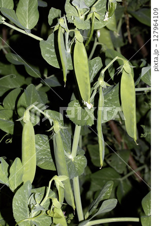 Close up of mange tout peas growing on the plant in a garden vegetable patch Close up of mange tout peas growing on the plant in a garden vegetable patch 127964109