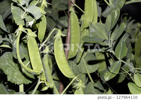 Close up of mange tout peas growing on the plant in a garden vegetable patch Close up of mange tout peas growing on the plant in a garden vegetable patch 127964110