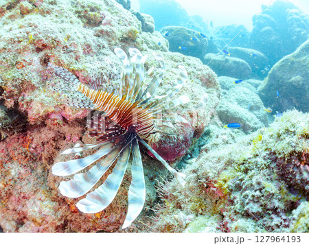 美しく大きなハナミノカサゴ。ソラスズメダイ他の群れを狙う。ヒリゾ浜中木南伊豆町伊豆半島静岡県2024 127964193