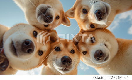Shiba dog poses cutely while gazing at the camera 127964194