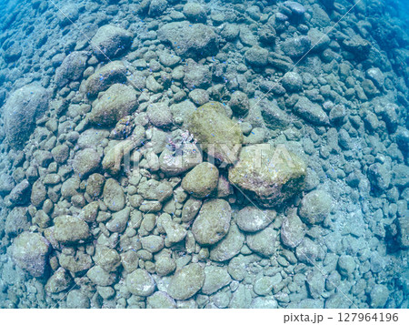 美しく大きなハナミノカサゴ。ソラスズメダイ他の群れを狙う。ヒリゾ浜中木南伊豆町伊豆半島静岡県2024 美しく大きなハナミノカサゴ。ソラスズメダイ他の群れを狙う。ヒリゾ浜中木南伊豆町伊豆半島静岡県2024 127964196
