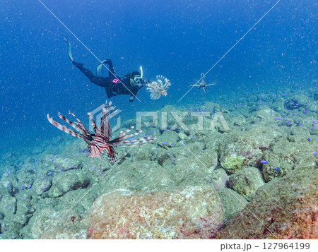 美しく大きなハナミノカサゴ。ソラスズメダイ他の群れを狙う。ヒリゾ浜中木南伊豆町伊豆半島静岡県2024 127964199