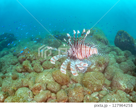 美しく大きなハナミノカサゴ。ソラスズメダイ他の群れを狙う。ヒリゾ浜中木南伊豆町伊豆半島静岡県2024 美しく大きなハナミノカサゴ。ソラスズメダイ他の群れを狙う。ヒリゾ浜中木南伊豆町伊豆半島静岡県2024 127964258