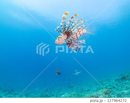美しく大きなハナミノカサゴ。ソラスズメダイ他の群れを狙う。ヒリゾ浜中木南伊豆町伊豆半島静岡県2024 127964272