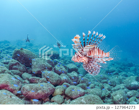 美しく大きなハナミノカサゴ。ソラスズメダイ他の群れを狙う。ヒリゾ浜中木南伊豆町伊豆半島静岡県2024 127964273