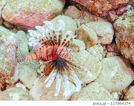 美しく大きなハナミノカサゴ。ソラスズメダイ他の群れを狙う。ヒリゾ浜中木南伊豆町伊豆半島静岡県2024 127964274