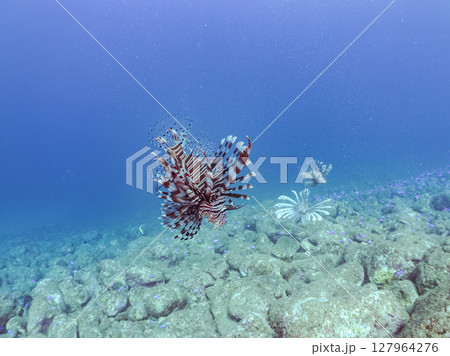美しく大きなハナミノカサゴ。ソラスズメダイ他の群れを狙う。ヒリゾ浜中木南伊豆町伊豆半島静岡県2024 127964276