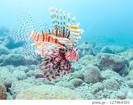 美しく大きなハナミノカサゴ。ソラスズメダイ他の群れを狙う。ヒリゾ浜中木南伊豆町伊豆半島静岡県2024 美しく大きなハナミノカサゴ。ソラスズメダイ他の群れを狙う。ヒリゾ浜中木南伊豆町伊豆半島静岡県2024 127964305