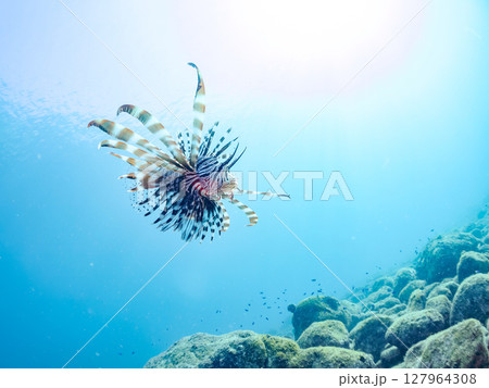 美しく大きなハナミノカサゴ。ソラスズメダイ他の群れを狙う。ヒリゾ浜中木南伊豆町伊豆半島静岡県2024 美しく大きなハナミノカサゴ。ソラスズメダイ他の群れを狙う。ヒリゾ浜中木南伊豆町伊豆半島静岡県2024 127964308