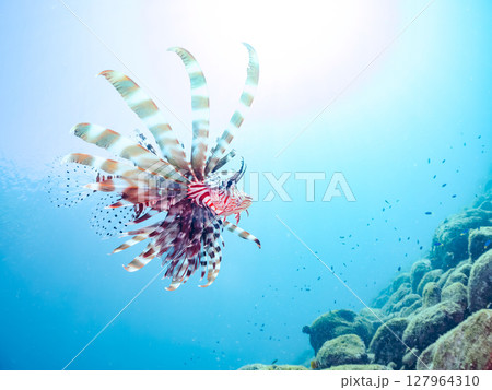 美しく大きなハナミノカサゴ。ソラスズメダイ他の群れを狙う。ヒリゾ浜中木南伊豆町伊豆半島静岡県2024 127964310