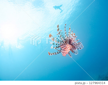 美しく大きなハナミノカサゴ。ソラスズメダイ他の群れを狙う。ヒリゾ浜中木南伊豆町伊豆半島静岡県2024 127964314