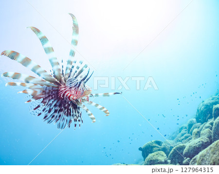 美しく大きなハナミノカサゴ。ソラスズメダイ他の群れを狙う。ヒリゾ浜中木南伊豆町伊豆半島静岡県2024 127964315