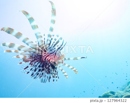 美しく大きなハナミノカサゴ。ソラスズメダイ他の群れを狙う。ヒリゾ浜中木南伊豆町伊豆半島静岡県2024 127964322