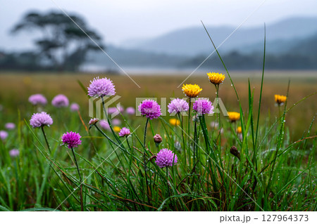 bright wildflowers peeking through low mist, colorful ground layer, soft atmosphere 127964373