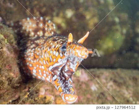 水中洞窟にいる 大きく美しいトラウツボ 静岡県伊豆半島賀茂郡南伊豆町中木ヒリゾ浜2024 127964512