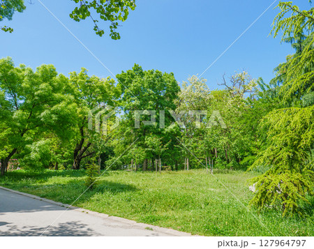 city park in Varna at summer 127964797