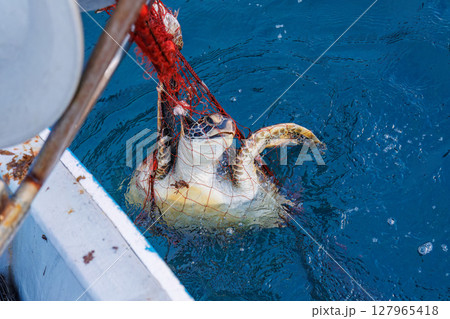 混獲で水揚げされたアオウミガメ。元気に海に帰っていった。ヒリゾ浜中木南伊豆町伊豆半島静岡県2024 127965418
