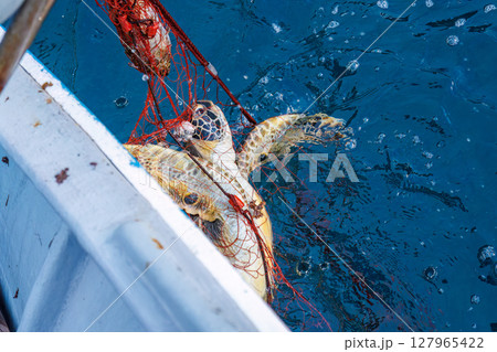 混獲で水揚げされたアオウミガメ。元気に海に帰っていった。ヒリゾ浜中木南伊豆町伊豆半島静岡県2024 127965422