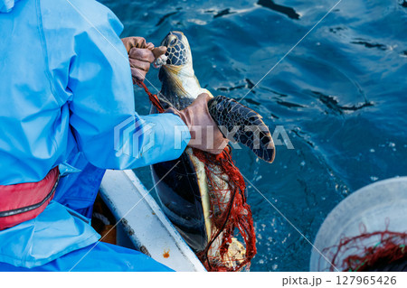 混獲で水揚げされたアオウミガメ。元気に海に帰っていった。ヒリゾ浜中木南伊豆町伊豆半島静岡県2024 127965426