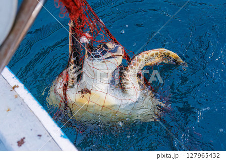 混獲で水揚げされたアオウミガメ。元気に海に帰っていった。ヒリゾ浜中木南伊豆町伊豆半島静岡県2024 127965432