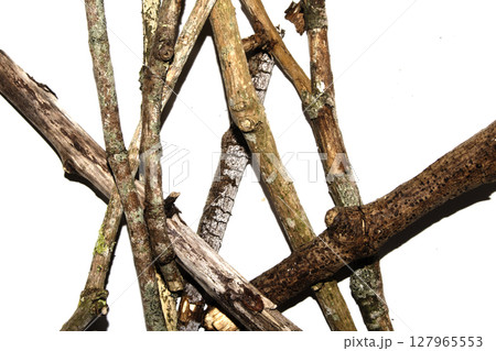 Small natural fallen tree twigs sticks and branches on a white background Small natural fallen tree twigs sticks and branches on a white background 127965553