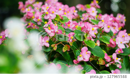 ピンクのベゴニアの花壇_可愛い ピンクのベゴニアの花壇_可愛い 127965588