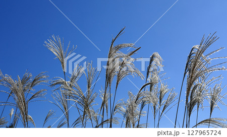 青空の下、晩秋の光を浴びてキラキラと輝きながら風に揺れるススキの穂のアップ 青空の下、晩秋の光を浴びてキラキラと輝きながら風に揺れるススキの穂のアップ 127965724