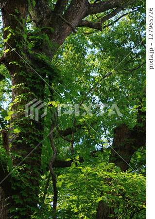 クスノキの大木に絡みながら成長する生命力あふれるツタの葉 127965726