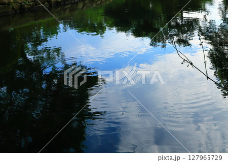 美しい波紋を描きながら水面に浮かぶミズスマシがいる庭園の池 127965729