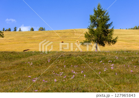 Cow eating grass on a green pasture Cow eating grass on a green pasture 127965843