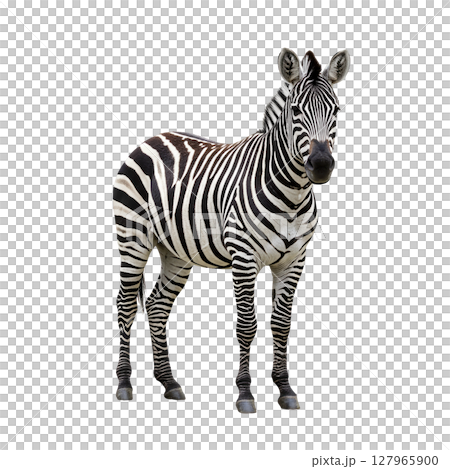 Majestic african zebra with striking black and white stripes standing gracefully and alert 127965900