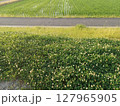 水田と雑草とアスファルトの小径が織りなす緑と黄緑と灰色のストライプの中、砂利道に咲くシロツメクサ 127965905