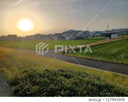 逆光の昼下がりの太陽と住宅街を背景にシロツメクサが咲く中、遠くに田んぼ道を散歩する人影 127965906