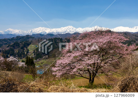 長野県上水内郡小川村瀬戸川 小川アルプスライン沿いの一本桜と冠雪した北アルプス山脈の景色 長野県上水内郡小川村瀬戸川 小川アルプスライン沿いの一本桜と冠雪した北アルプス山脈の景色 127966009