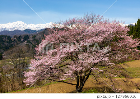 長野県上水内郡小川村瀬戸川 小川アルプスライン沿いの一本桜と冠雪した北アルプス山脈の景色 長野県上水内郡小川村瀬戸川 小川アルプスライン沿いの一本桜と冠雪した北アルプス山脈の景色 127966016