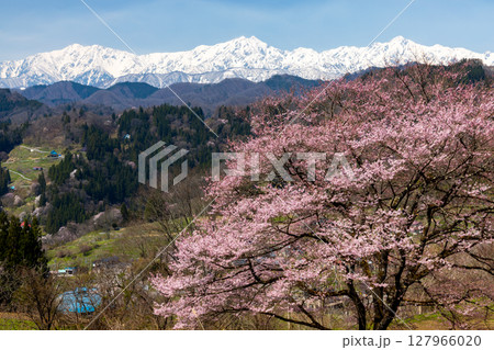 長野県上水内郡小川村瀬戸川　小川アルプスライン沿いの一本桜と冠雪した北アルプス山脈の景色 127966020