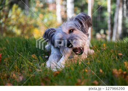 Happy dog chewing bone on autumn grass in backyard garden 127966200