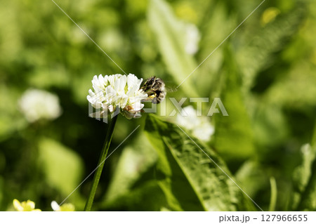 日本ミツバチのシロツメグサの花蜜を吸う連続写真-10 日本ミツバチのシロツメグサの花蜜を吸う連続写真-10 127966655