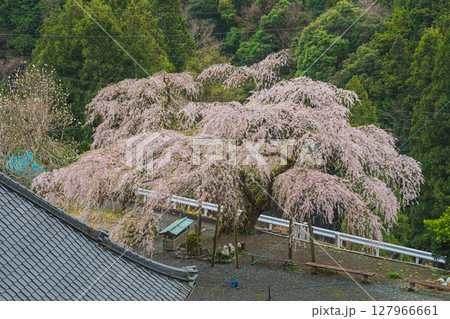 島田市川根町の寿永の桜の風景(静岡県) 127966661