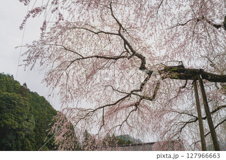 島田市川根町の寿永の桜の風景(静岡県) 127966663