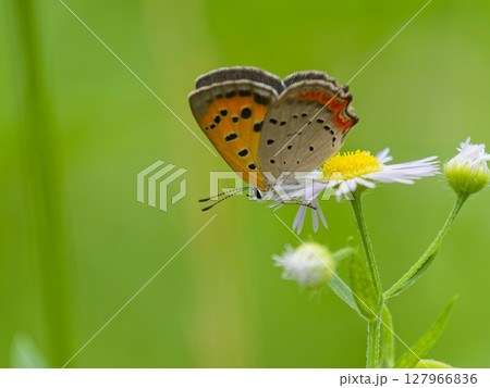 ハルジオンに止まるベニシジミ 127966836