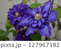 庭の青いクレマチス 127967182