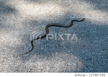 Aodaisho snake crossing path on Mount Mitaki, Hiroshima, Japan 127967380