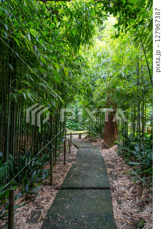 Bamboo forest path at Jochi-ji Temple in Kamakura, Japan 127967387