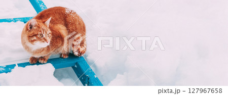 Red Cat Walking In White Snow Red Cat Walking In White Snow 127967658