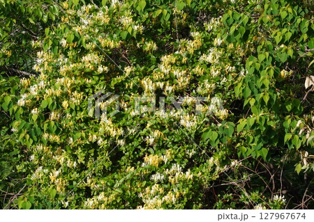 スイカズラの花・2025年5月 127967674