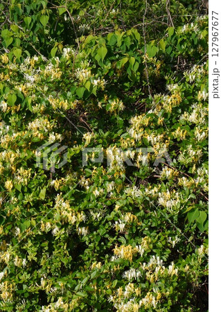 スイカズラの花・2025年5月 スイカズラの花・2025年5月 127967677