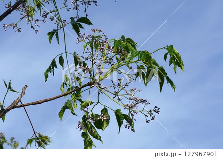 センダンのつぼみ・2025年5月 センダンのつぼみ・2025年5月 127967901