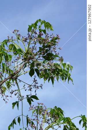 センダンのつぼみ・2025年5月 127967902